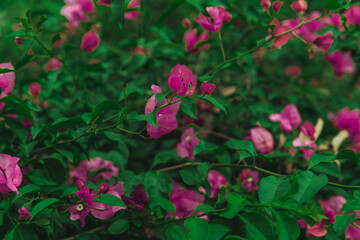 Flores de bugambilia