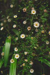 Beautiful chamomile flowers in the garden, close up