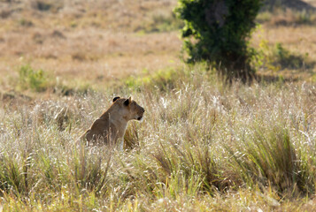 Lioness in the grasses,  Masai Mara