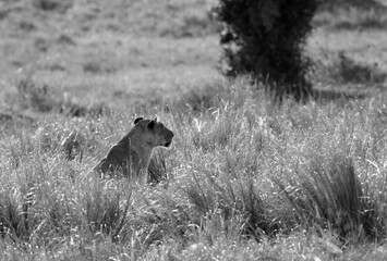 Lioness in the grasses, Masai Mara