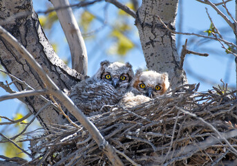 Desert Owlets