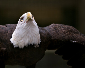 Bald Eagle Bird Stock Photos. Image. Portrait. Picture. Flying bird. Looking towards the sky. Head close-up profile view. Black contrast background.