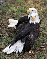 Bald Eagle Stock Photos.  Bald Eagle couple. Bald Eagle bird couple displaying their body, head, eye, beak, talons with a nice grass background in its surrounding and environment.