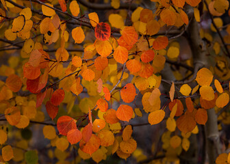 Colorado aspen leaves background
