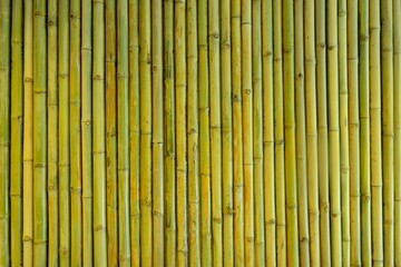 Yellow-Green Bamboo fence background