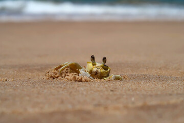 crab on the beach