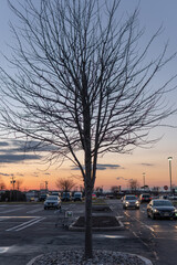 East Brunswick, New Jersey - December 24, 2018: A barren and lone tree at sunset sits in the parking lot of the Midstate Mall, a suburban strip mall. 