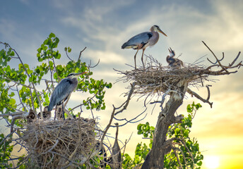 Blue Heron Rookery
