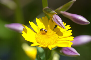 Blüten der Kronenwucherblume und Funkie