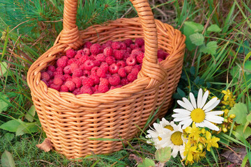 Fototapeta na wymiar Wicker basket with fresh forest raspberries on the edge of the forest with a bouquet of wildflowers