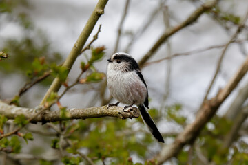 Obraz premium A long-tailed tit perched in a tree.