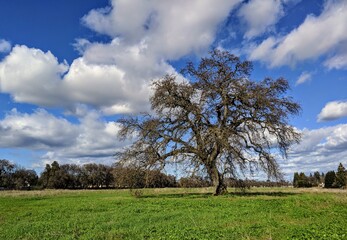 Large valley oak tree in northern California with no leaves and clouds in the sky