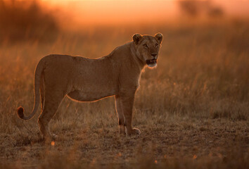 Lioness in the morning light, Masai Mara