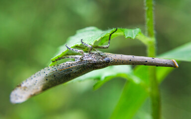 Walking leaf insect in forest. A female Leaf Insect.