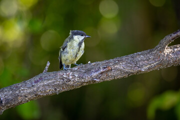 Young Great Tit (Parus major)