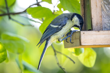 Young Great Tit (Parus major)