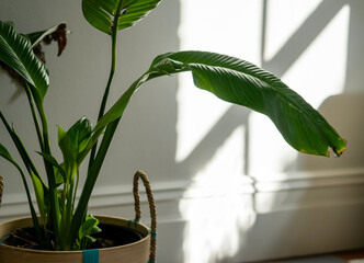 green indoor plant at home in natural light, interiors
