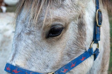close up of white horse head with a blue harness on it
