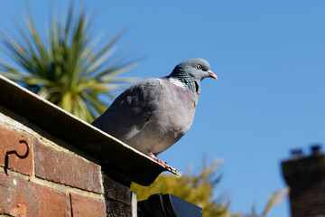 A common Wood Pigeon Perched on a roof.