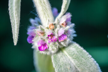 Lamb's Ear, Stachy's palaestina