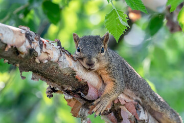 Squirrel Resting on a River Birch Branch © RR Photos