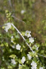 White blossoms of Wishbone Bush, Mirabilis Laevis, Nyctaginaceae, native Perennial Subshrub in the fringes of Twentynine Palms, Southern Mojave Desert, Springtime.