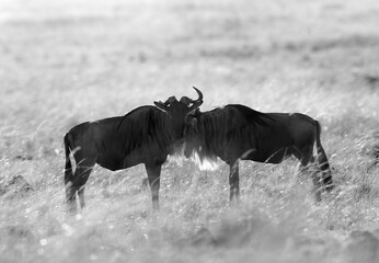 Wildebeests in the grassland of Masai Mara