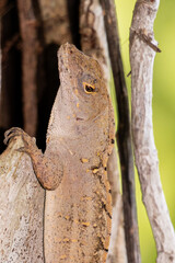 Photography Urban Nature South Florida Wilflife