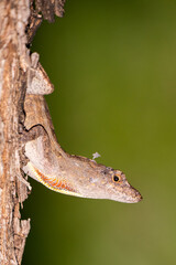 Photography Urban Nature South Florida Wilflife