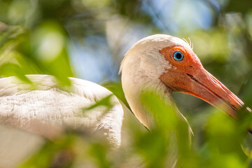 Photography Urban Nature South Florida Wilflife
