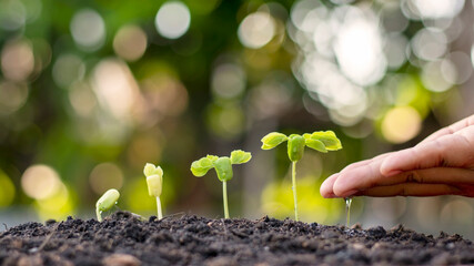 The hands of people watering small plants and the concept of environmental care and the World Environment Day.