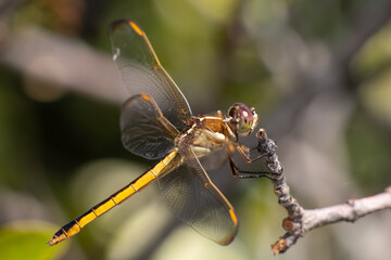 Photography Urban Nature South Florida Wilflife