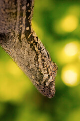 Photography Urban Nature South Florida Wilflife
