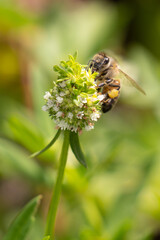 Photography Urban Nature South Florida Wilflife