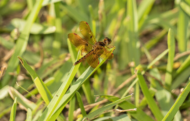 Photography Urban Nature South Florida Wilflife