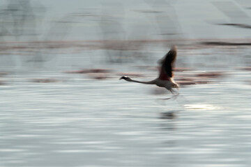 An abstract: Lesser Flamingo takeoff at Bogoria Lake, panning effect
