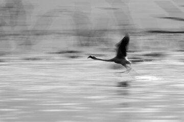 An abstract: Lesser Flamingo landing at Bogoria Lake, panning effect