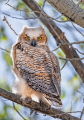 great horned owl in tree