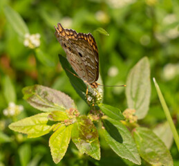 Urban Nature Photography South Florida Wildlife