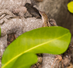 Urban Nature Photography South Florida Wildlife