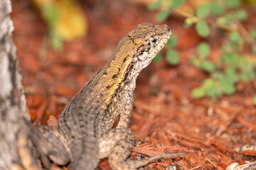 Urban Nature Photography South Florida Wildlife