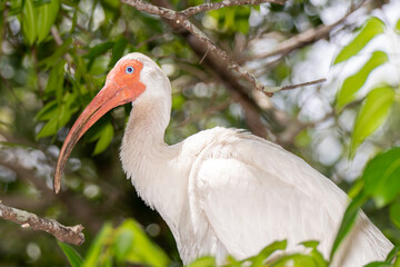 Urban Nature Photography South Florida Wildlife