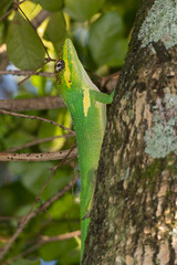 Urban Nature Photography South Florida Wildlife