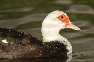 Urban Nature Photography South Florida Wildlife