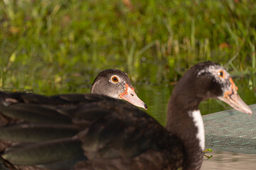Urban Nature Photography South Florida Wildlife