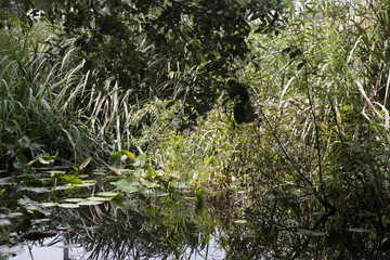 Urban Nature Photography South Florida Wildlife