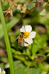 Urban Nature Photography South Florida Wildlife