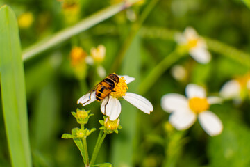 Urban Nature Photography South Florida Wildlife
