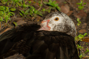 Urban Nature Photography South Florida Wildlife
