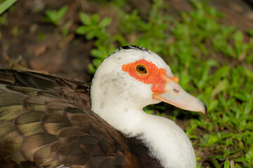 Urban Nature Photography South Florida Wildlife